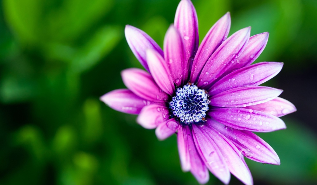 Нежный сиреневый цветок в каплях росы крупным планом