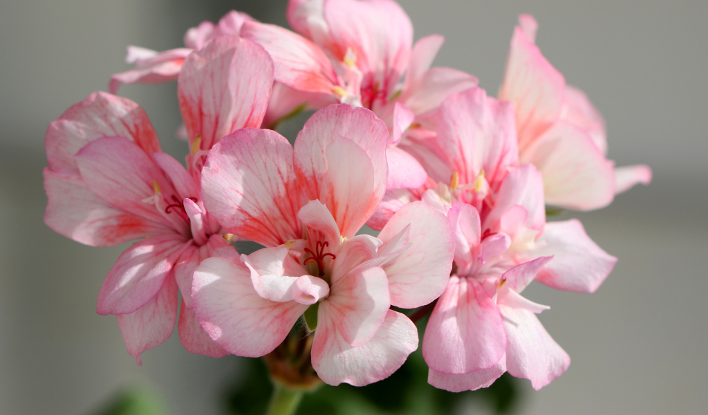 Нежные розовые цветы герани крупным планом