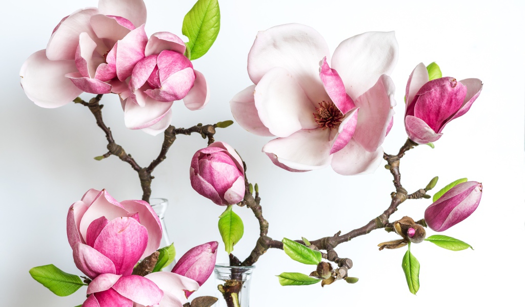 Нежные розовые цветы магнолии с бутонами на белом фоне