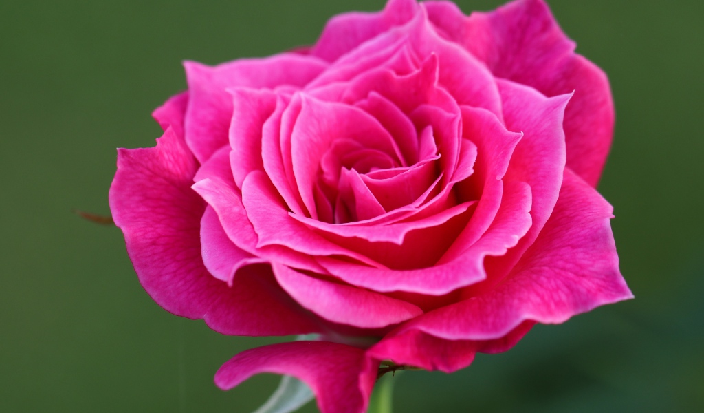 Нежная розовая роза крупным планом на зеленом фоне