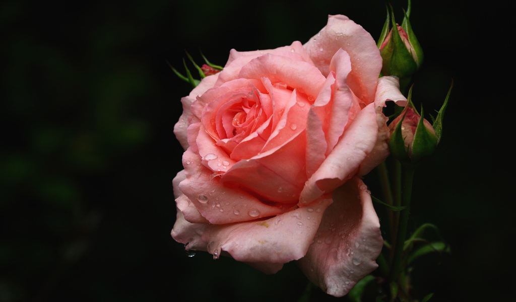 Нежная розовая роза с бутонами в каплях воды крупным планом