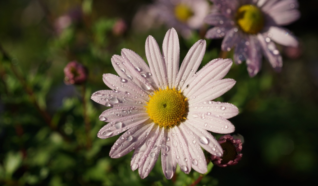 Нежная белая ромашка с каплями росы на лепестках