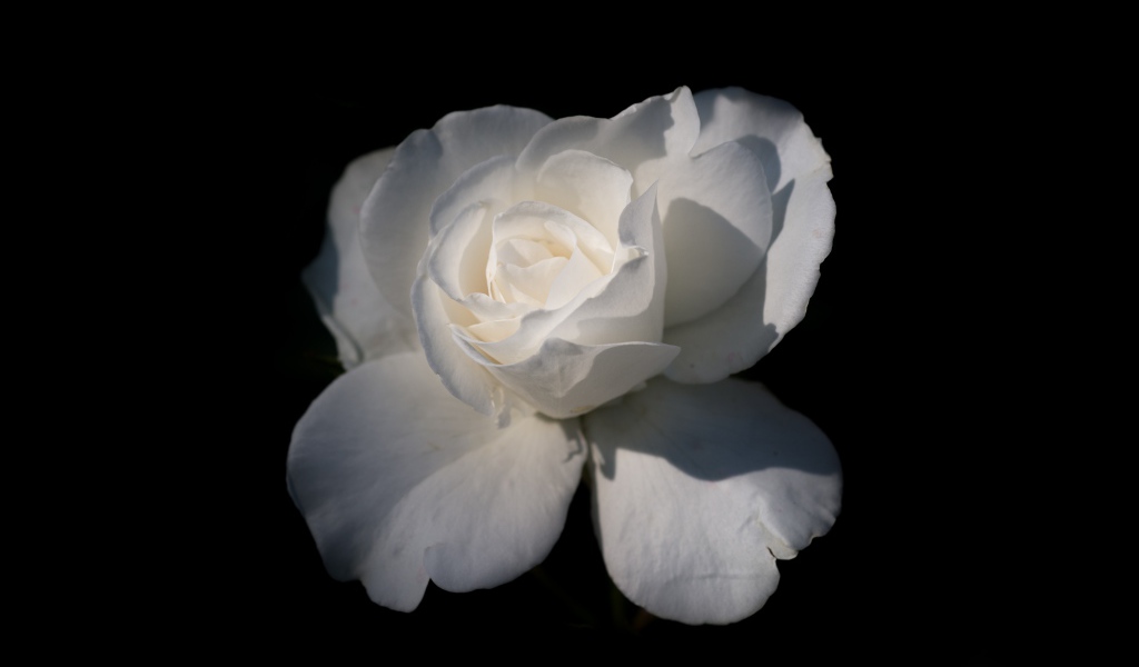 Нежная белая роза на черном фоне крупным планом