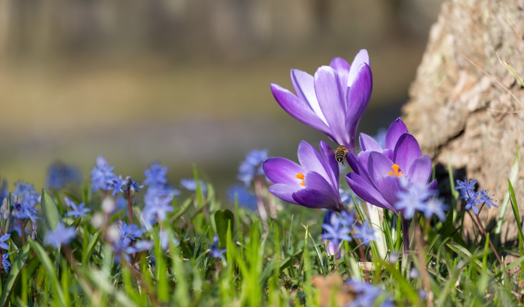 Первые весенние цветы пролесок и крокусы 