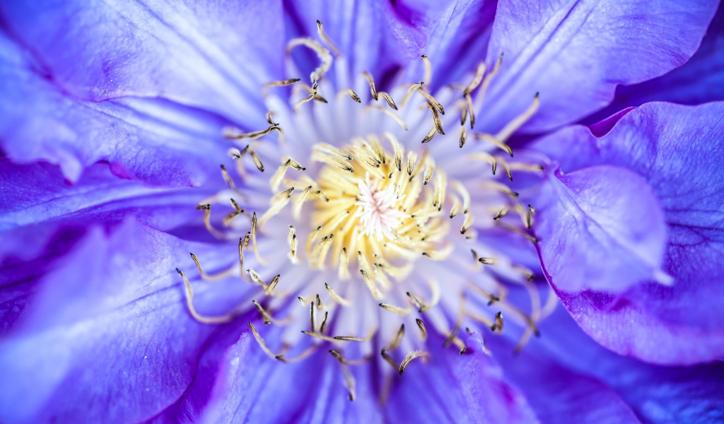 Середина сиреневого цветка клематиса 