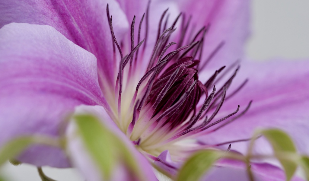 Серединка розового цветка клематиса 