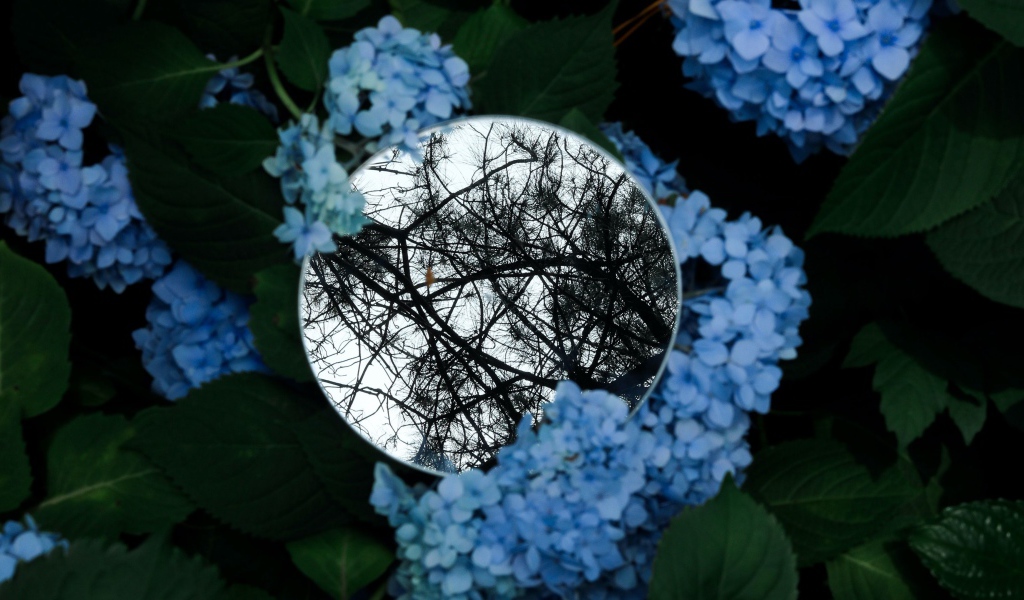 Зеркало лежит на цветах синей гортензии 
