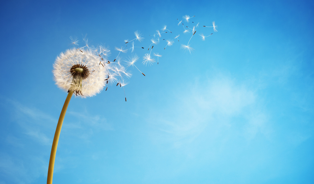 Ветер раздувает белый одуванчик на фоне голубого неба