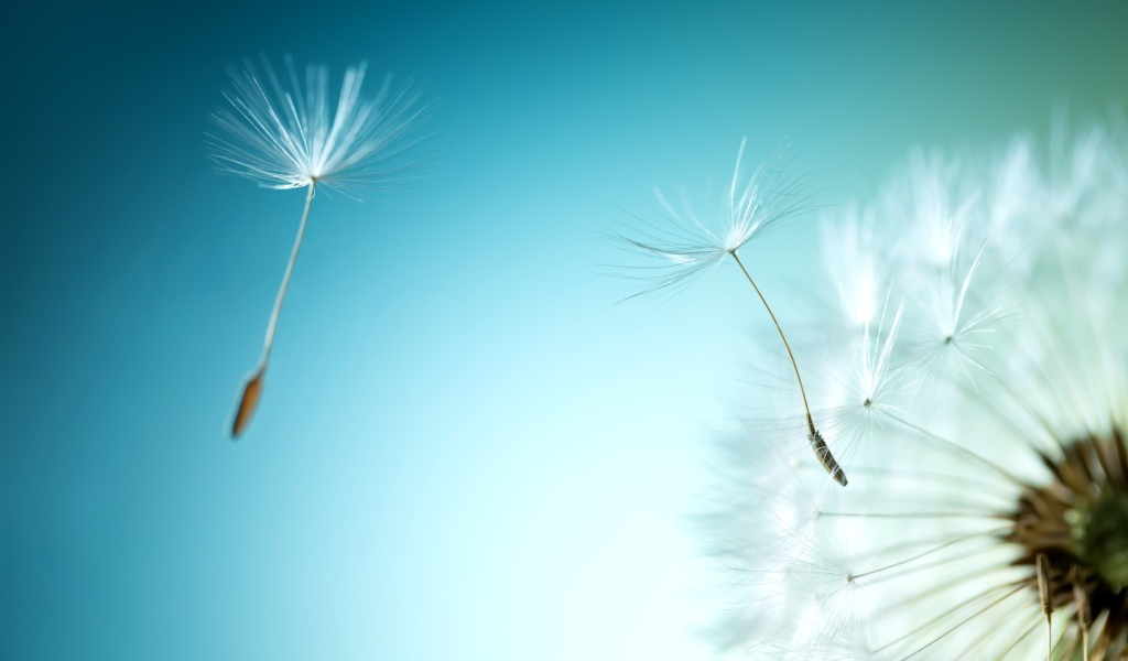 Ветер раздувает белый одуванчик на голубом фоне
