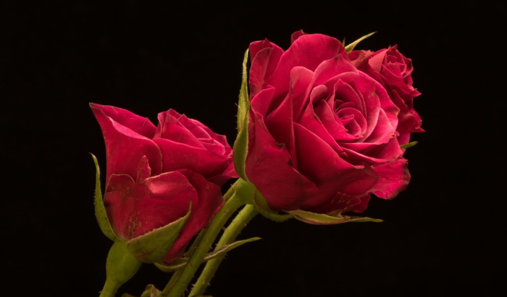 Три красивые розы на черном фоне