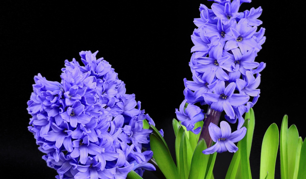 Три цветка синего гиацинта на черном фоне