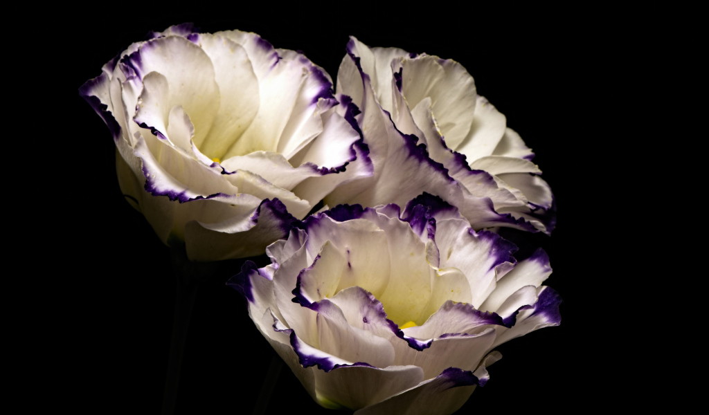 Три нежных  цветка эустомы на черном фоне