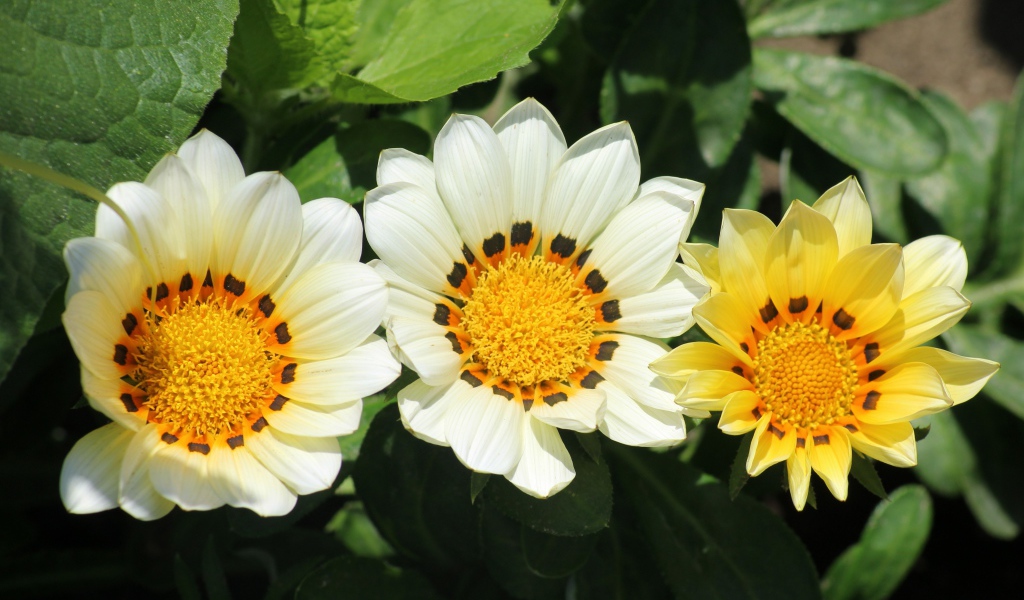 Три цветка газании в зеленых листьях на клумбе