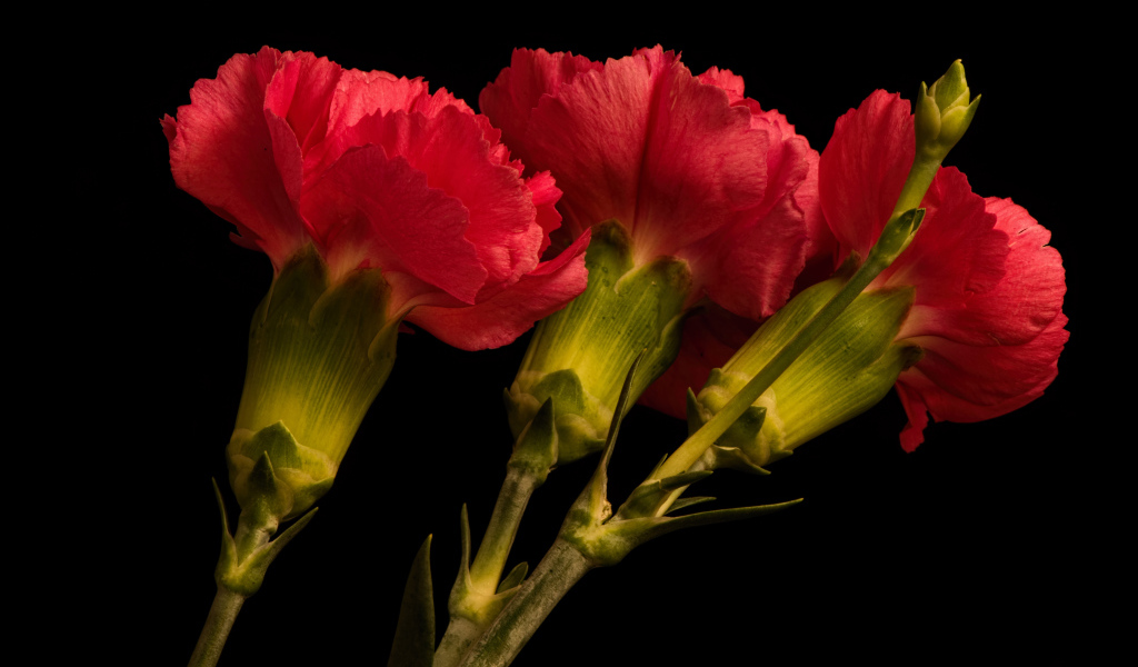 Три крупные красные гвоздики на черном фоне