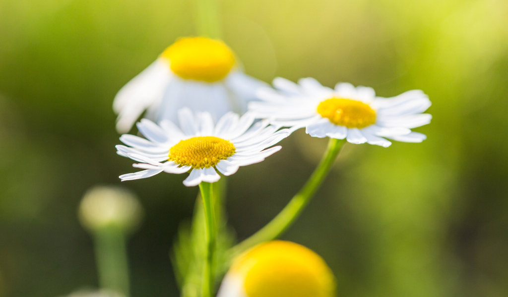 Три маленькие белые ромашки крупным планом