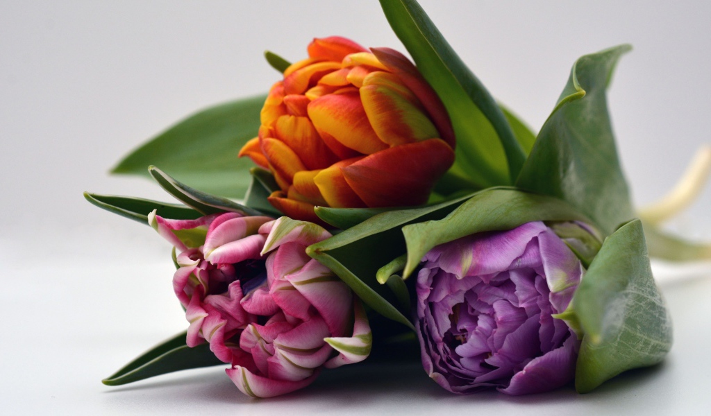 Три разноцветных тюльпана на сером фоне