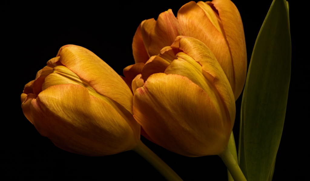 Three orange tulips with green leaves on a black background