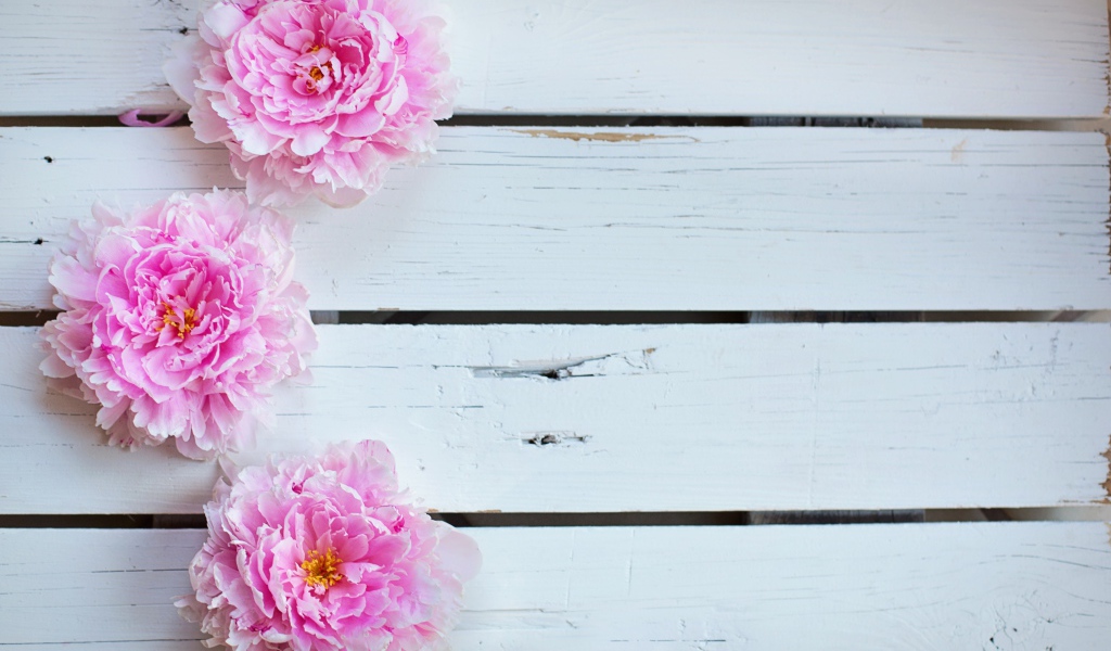 Три розовых пиона на деревянном столе 