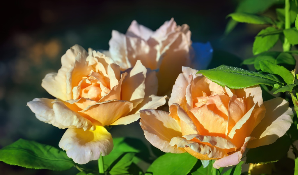 Три розовые розы в лучах солнца на клумбе 