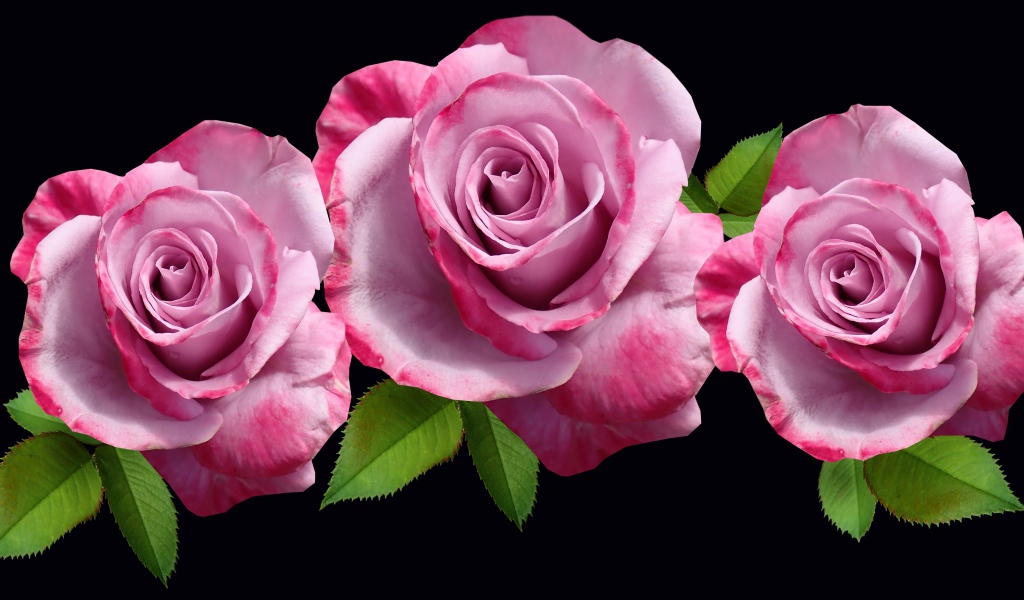 Три розовые розы с зелеными листьями на черном фоне