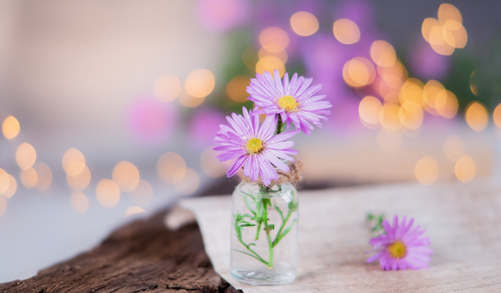 Три розовых цветка сентябринки в стеклянной баночке