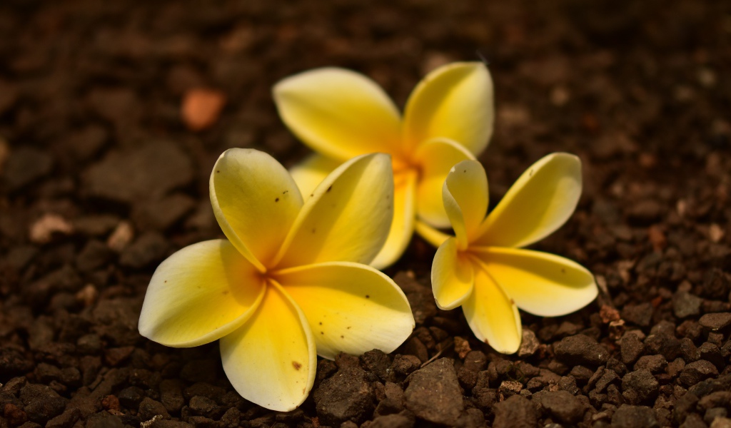 Три  цветка плюмерии лежат  на земле 