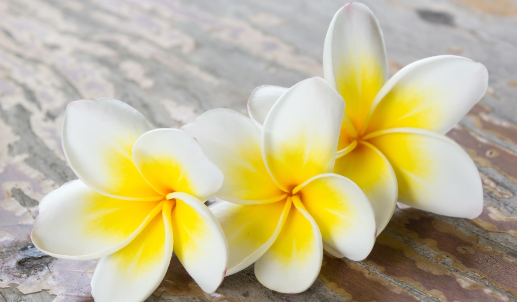 Три цветка плюмерии на деревянном столе 