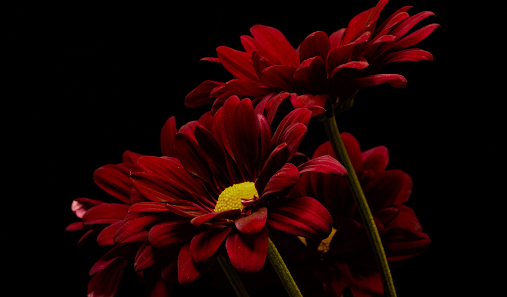 Три красные хризантемы на черном фоне