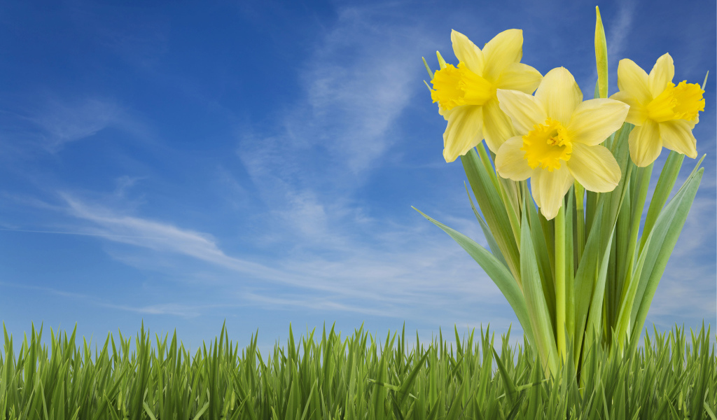 Three yellow daffodil flowers in green grass against a blue sky