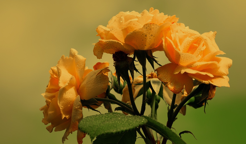 Три желтые розы в каплях дождя с зелеными листьями 