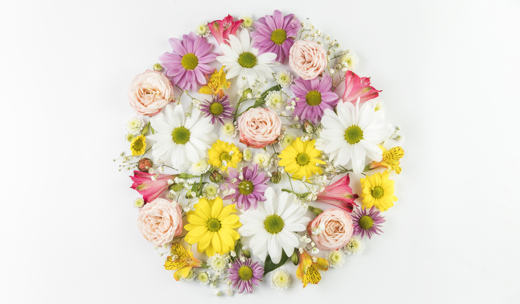 Сорванные цветы на белом фоне