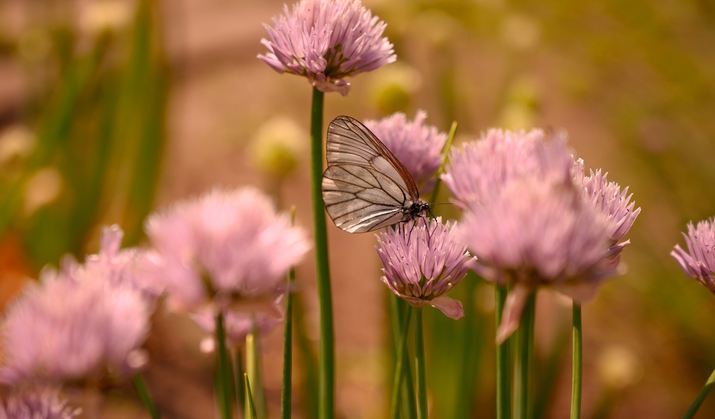 Transparent butterfly sits on a pink flower