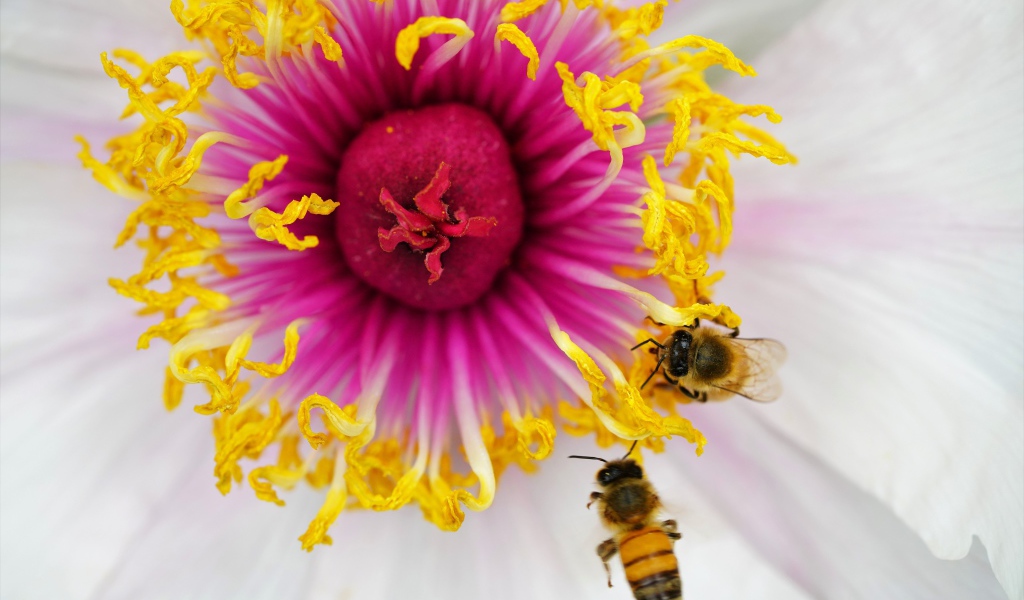 Две пчелы сидят в середине цветка 