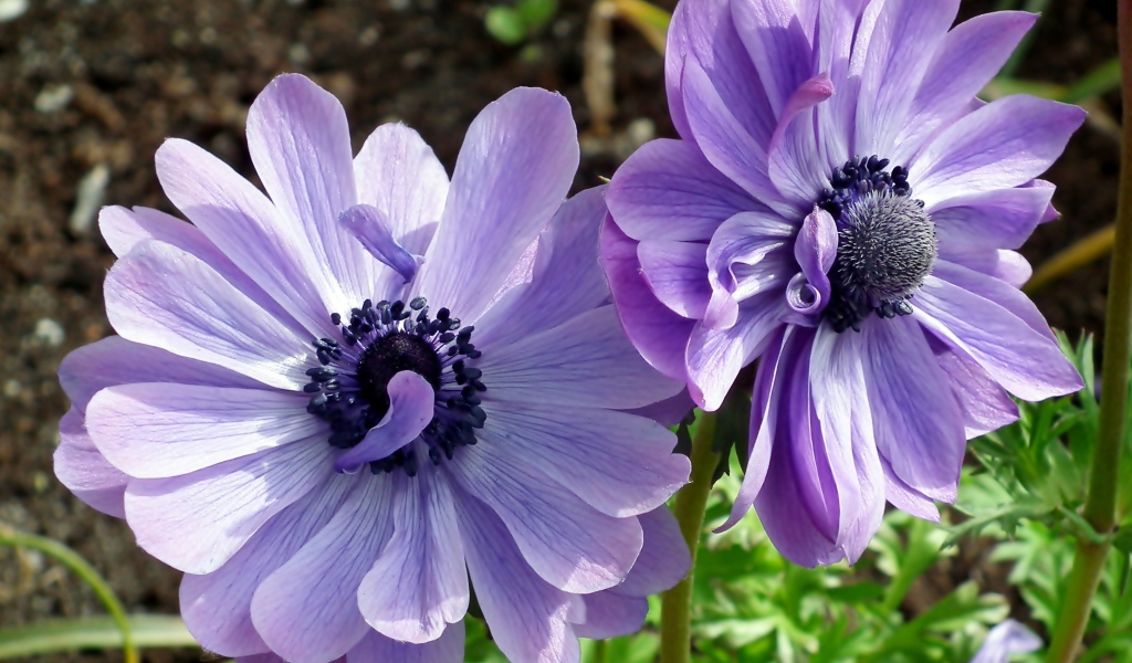 Два синих цветка анемоны в лучах солнца на клумбе