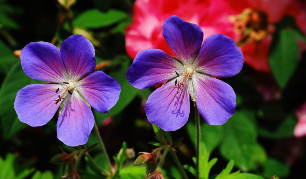 Два синих цветка журавельника в лучах солнца