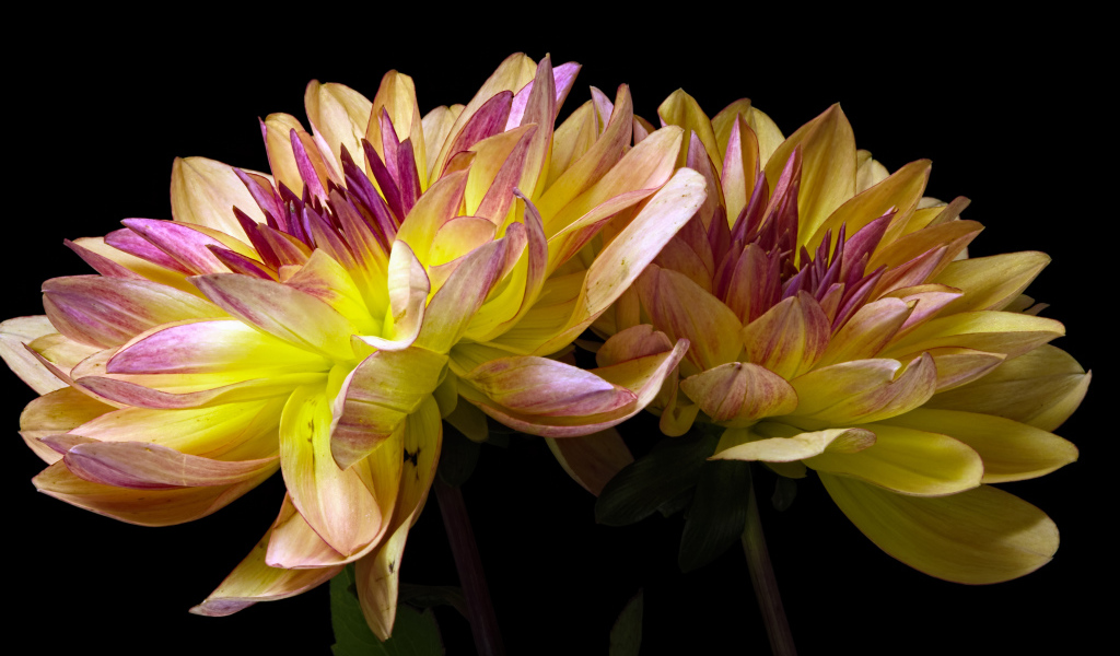 Два цветка георгины на черном фоне крупным планом