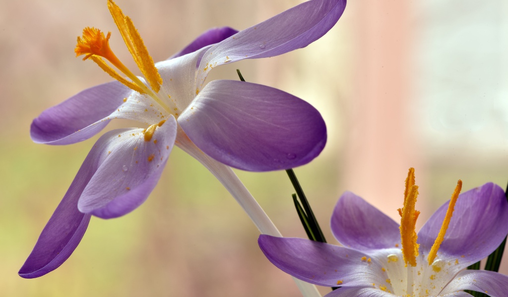 Два сиреневых крокуса с желтой серединой 