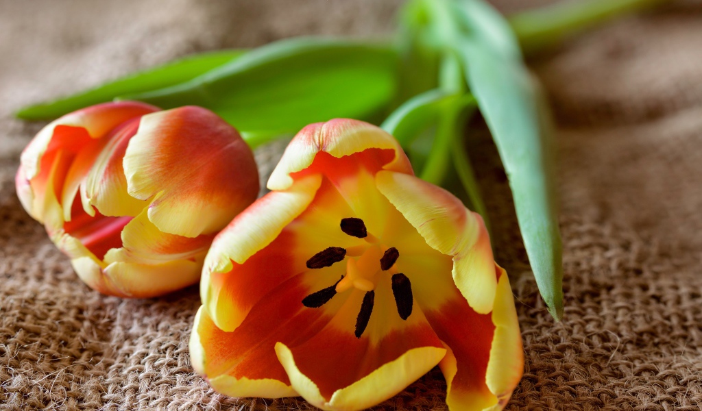 Два оранжевых тюльпана с зелеными лепестками на столе 