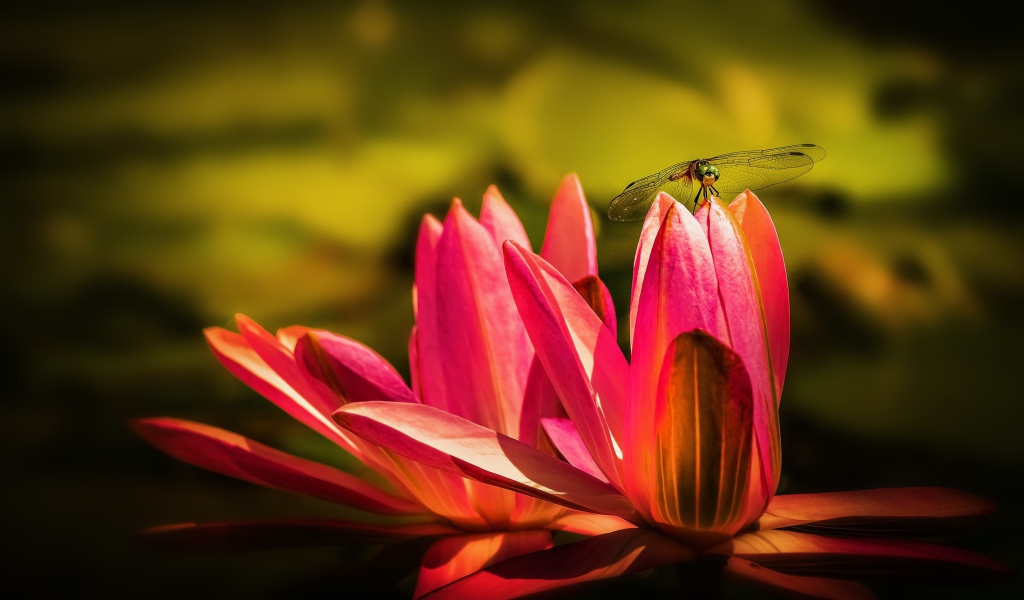 Два цветка розового лотоса со стрекозой 