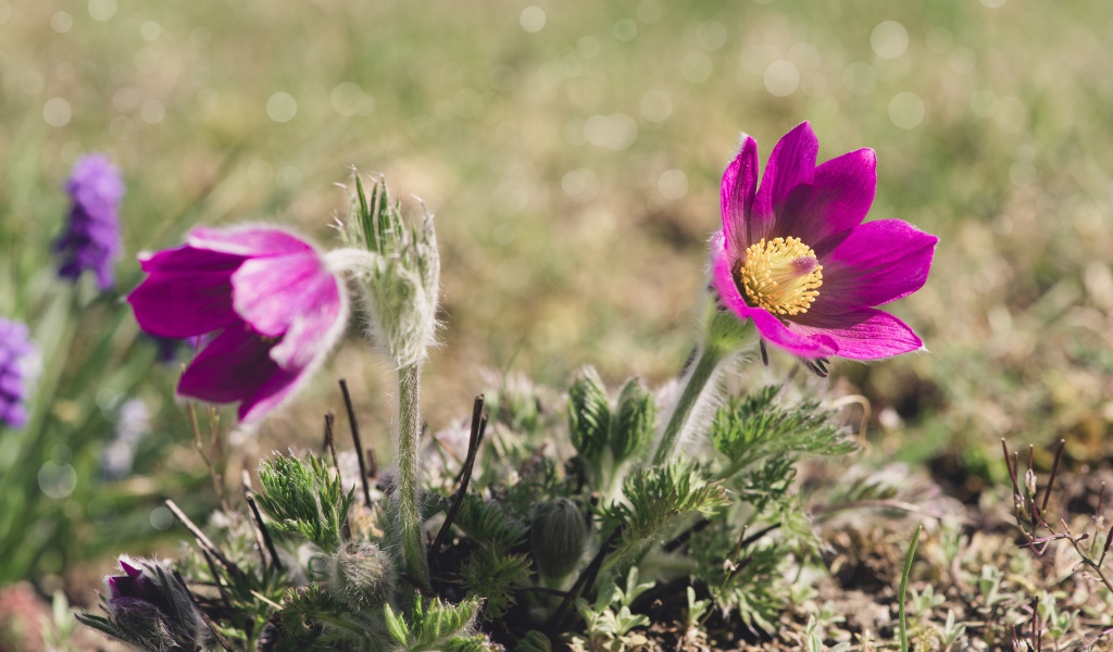 Два фиолетовых цветка прострела в лучах солнца на поле 