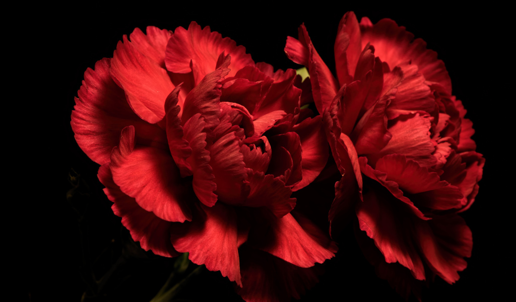 Две красные гвоздики на черном фоне