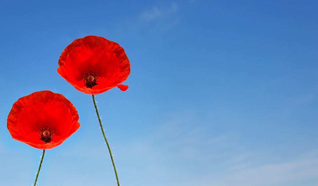 Два красных цветка мака на фоне голубого неба