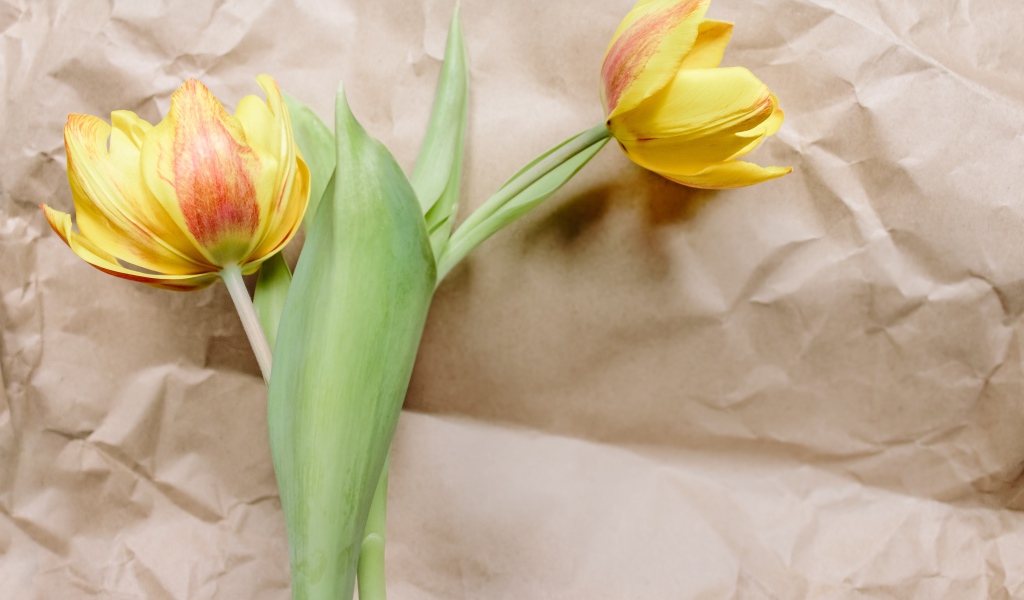 Два тюльпана лежат на бумаге 