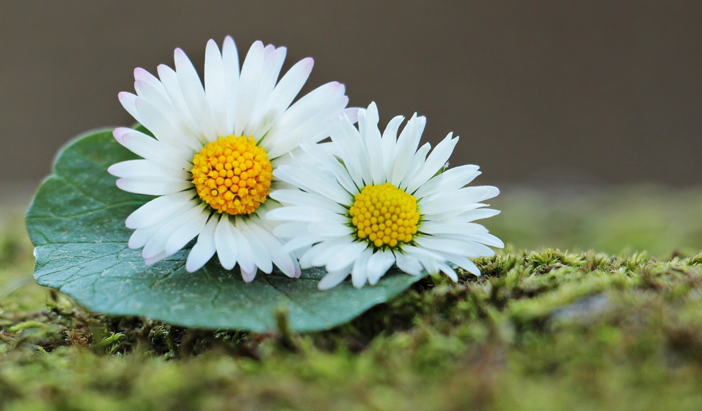 Две белые ромашки с зеленым листом 