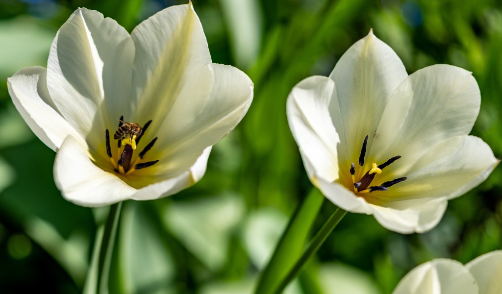 Два белых тюльпана крупным планом на клумбе 