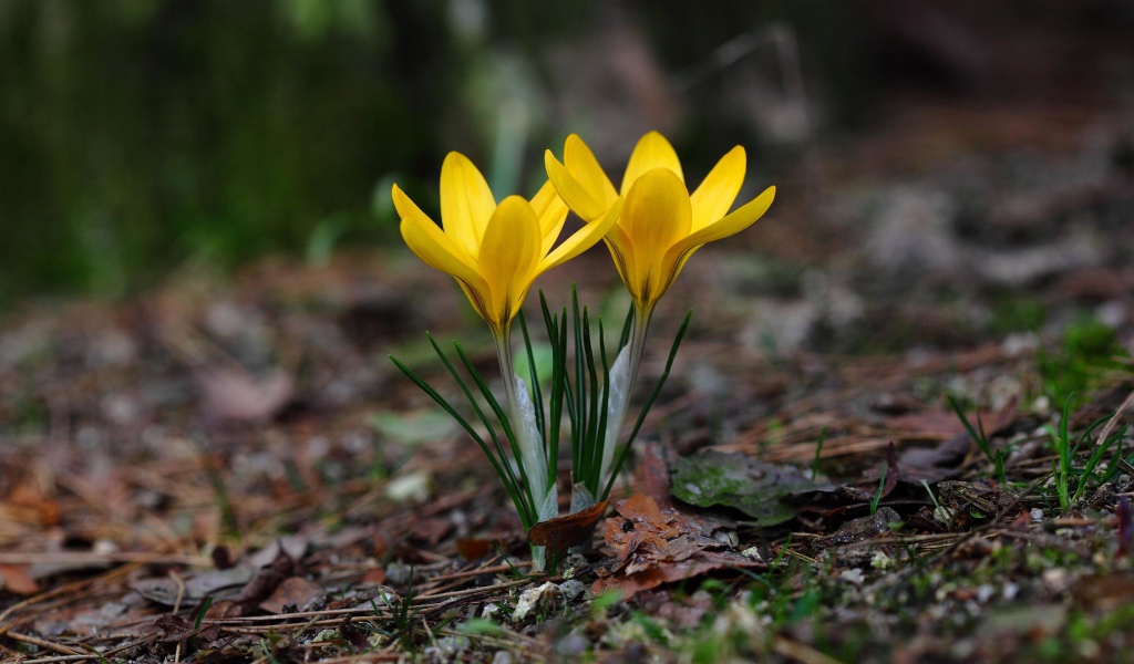 Два желтых цветка крокуса на холодной земле 
