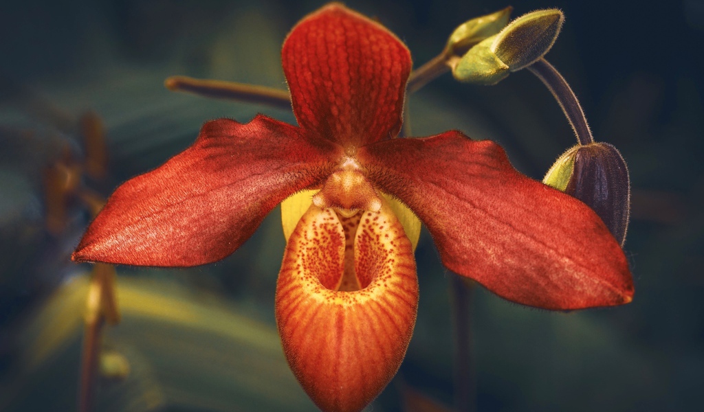 Необычная оранжевая орхидея с бутонами