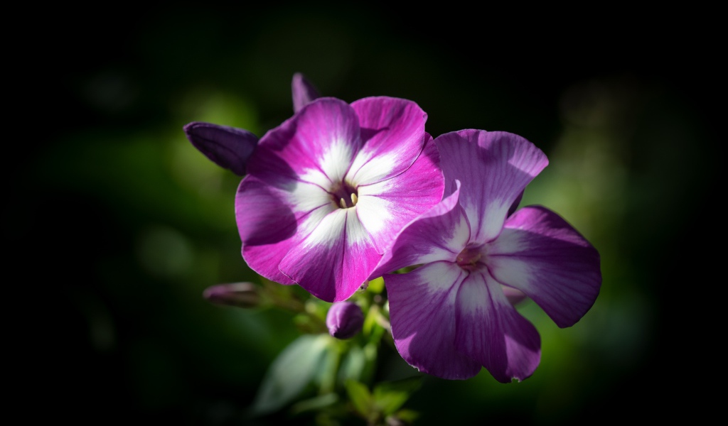 Фиолетовые цветы флоксы крупным планом