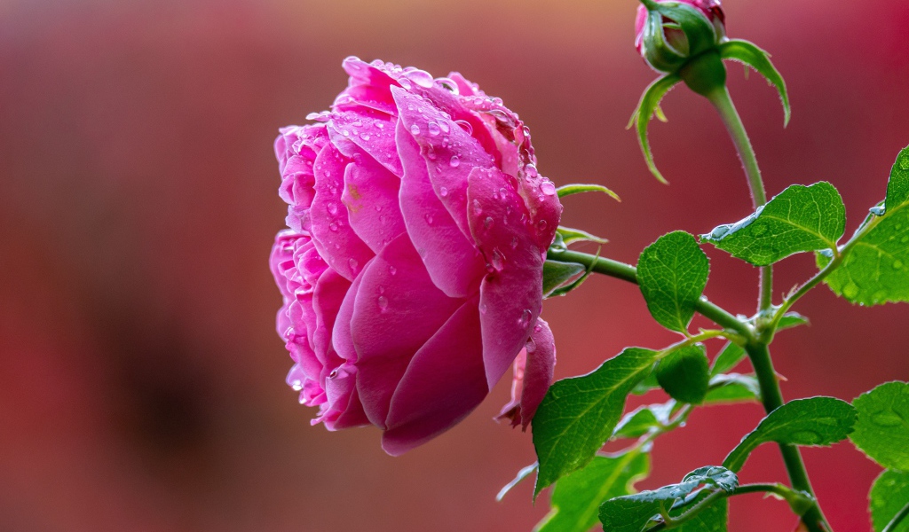 Мокрая розовая роза с бутоном крупным планом 