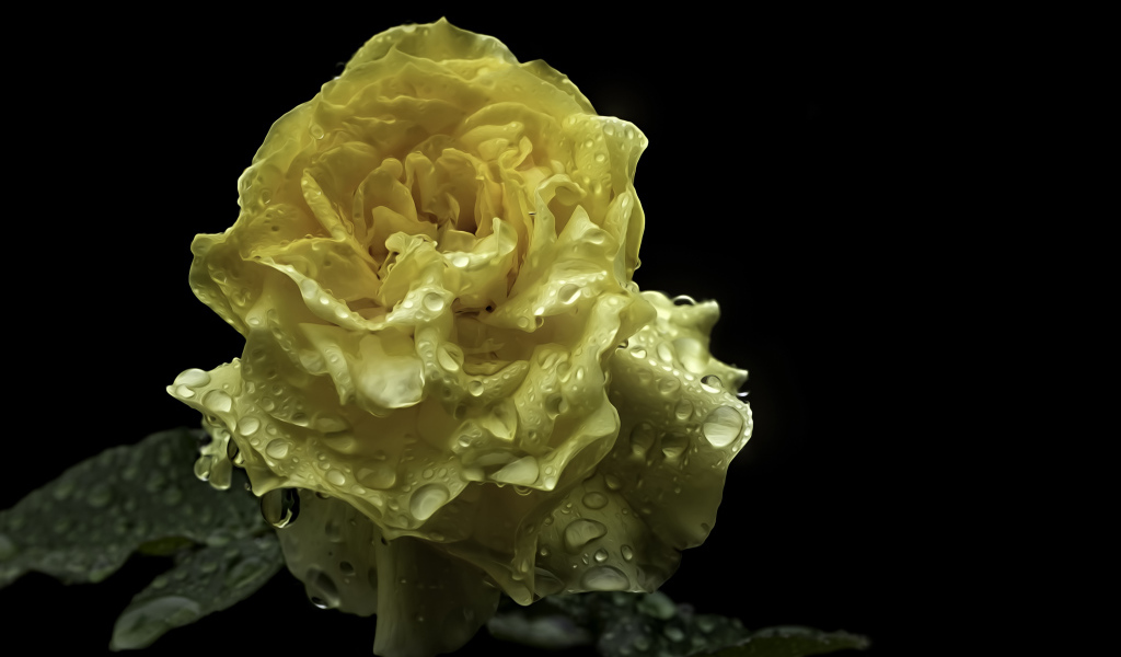 Мокрая желтая роза на черном фоне крупным планом